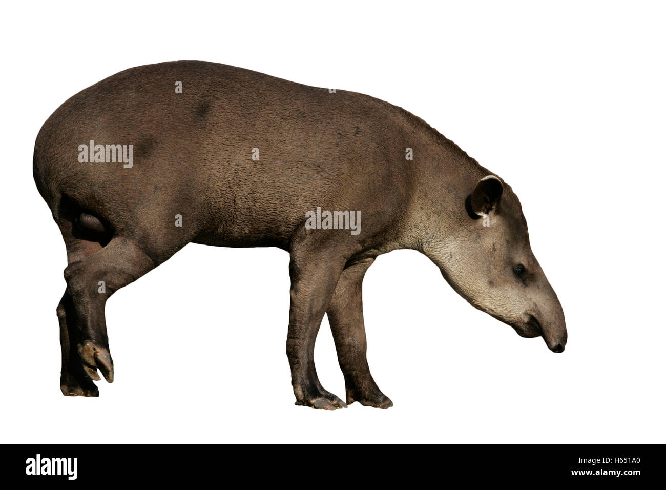 Il tapiro brasiliano, Tapirus terrestris, sulla terra in Brasile Foto Stock