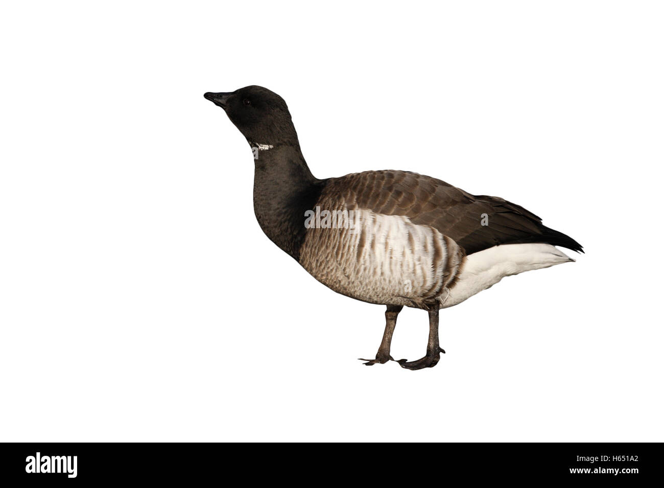 Brent goose Branta bernicla hrota panciuto luce New York STATI UNITI D'AMERICA Foto Stock