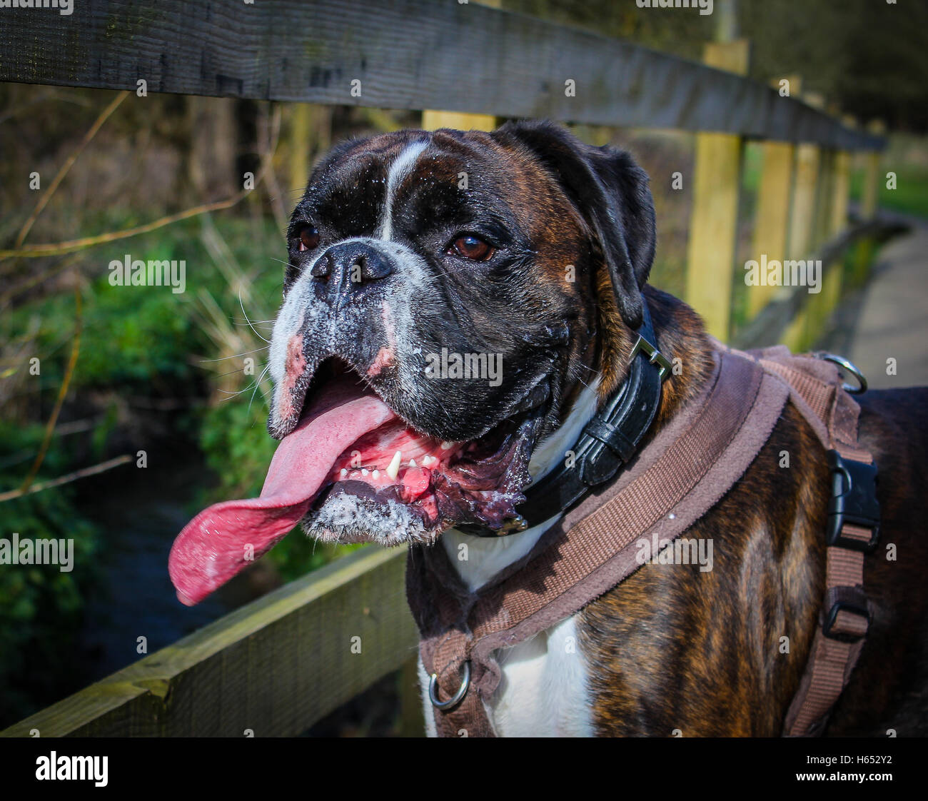 Buster il cane da boxer facendo una passeggiata nel parco nazionale di  Highwoods, Colchester, Essex, in una mattinata di marcia soleggiata. Buster  aveva 3 anni Foto stock - Alamy