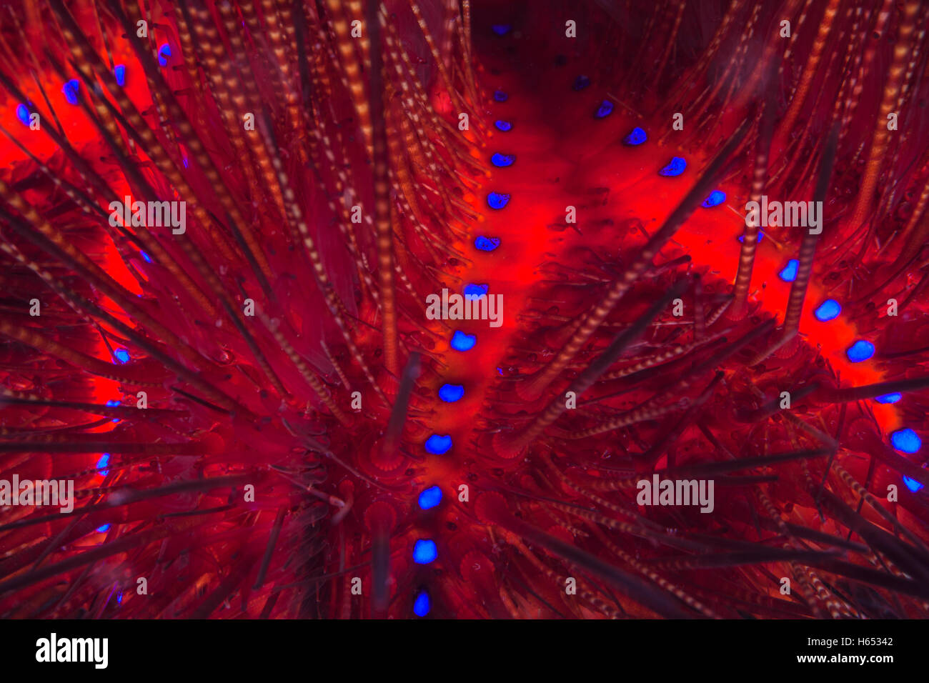 Super-macro immagine di un arcobaleno ricci di mare fluorescente del corpo interno. Foto Stock
