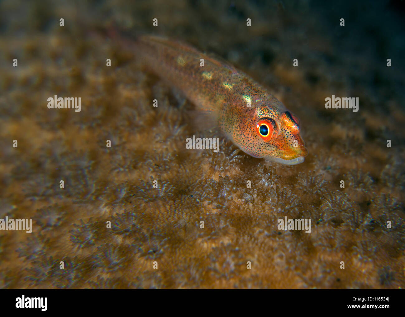 Close-up di red-eyed ghiozzo pesce su stelle Coral Foto Stock