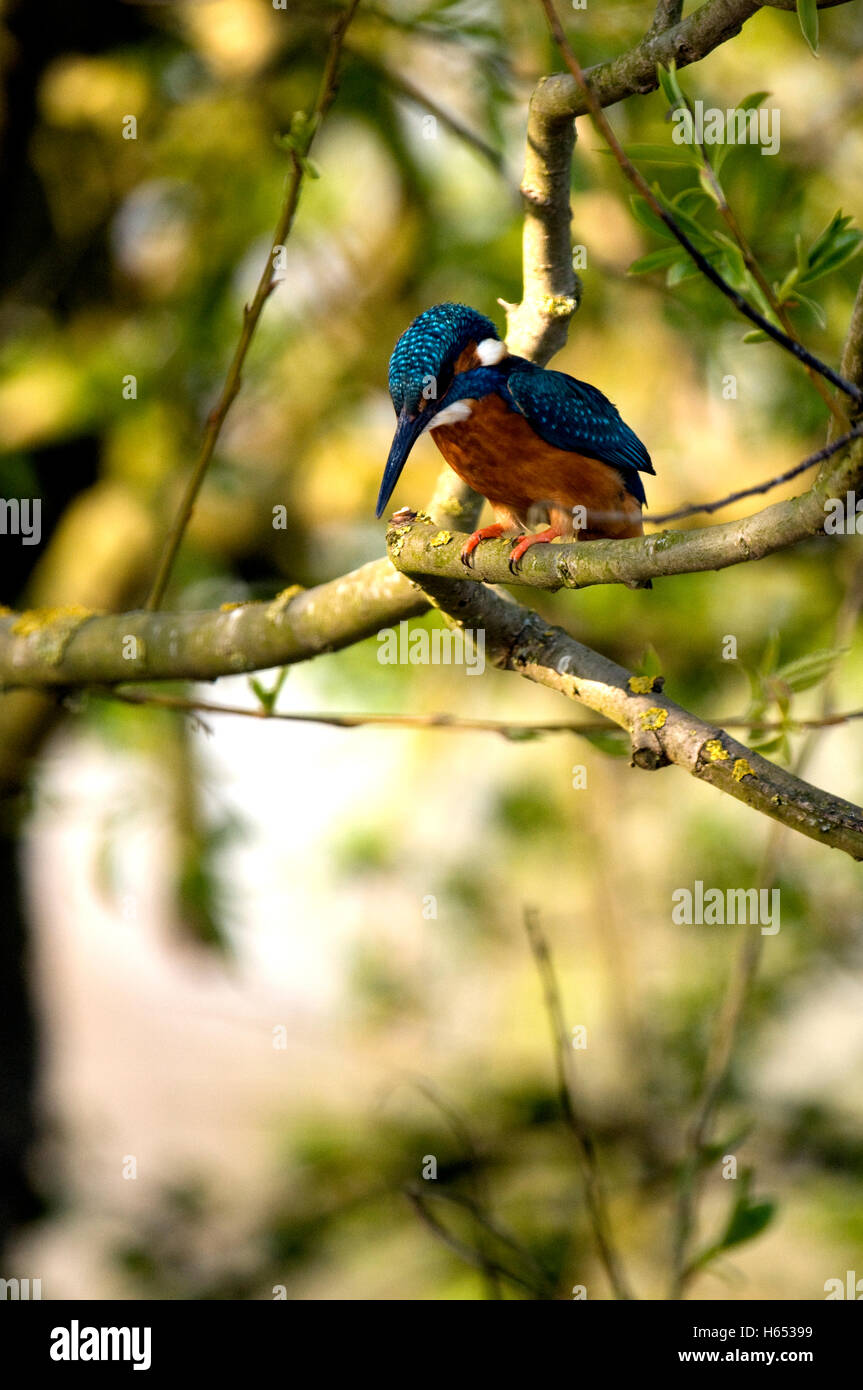 Willow e Kingfisher Foto Stock