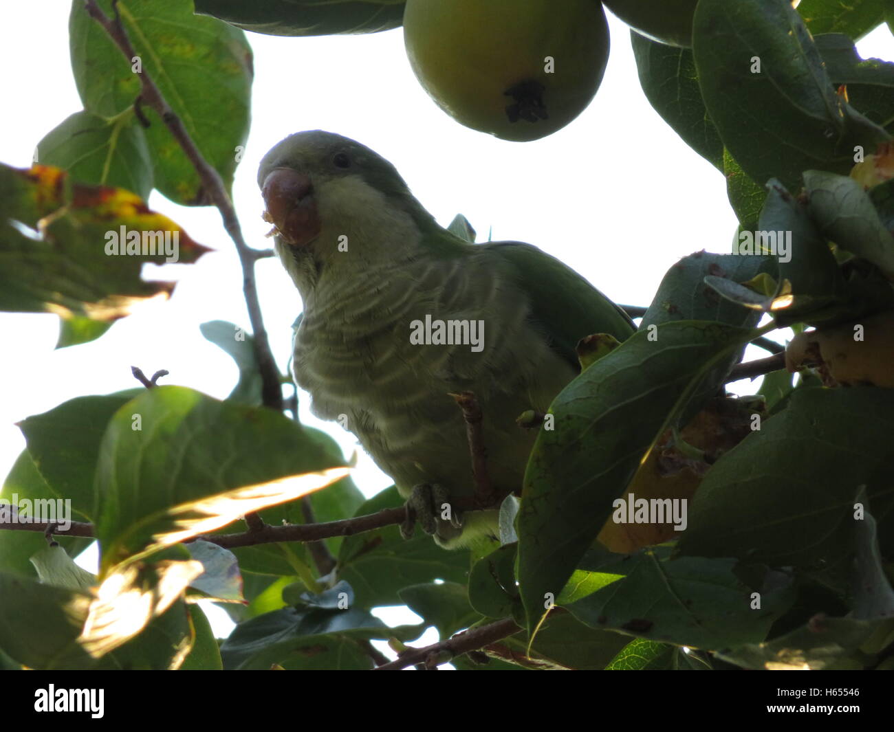 Pappagallo verde in albero da frutta a Roma a piazza napoleone Foto Stock