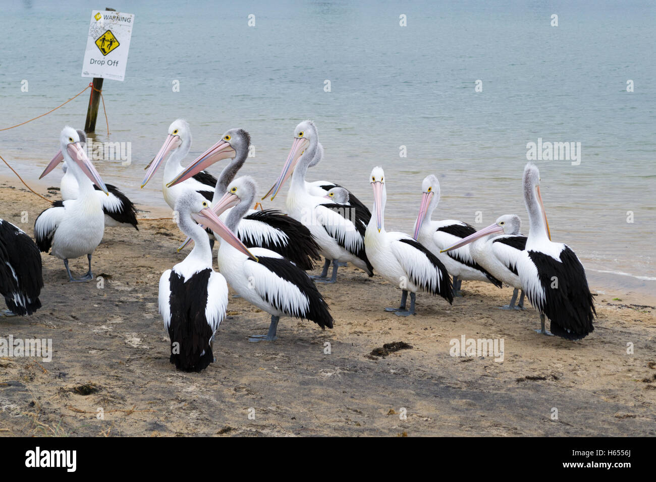Pelican alimentare avviene ogni giorno a mezzogiorno a San Remo pier (Australia) Foto Stock