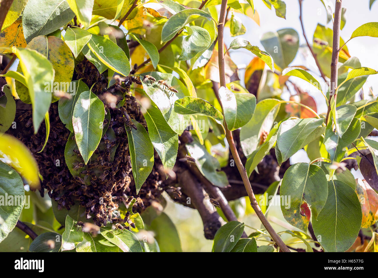 Le api sono volare lontano dagli apicoltori hive. Foto Stock