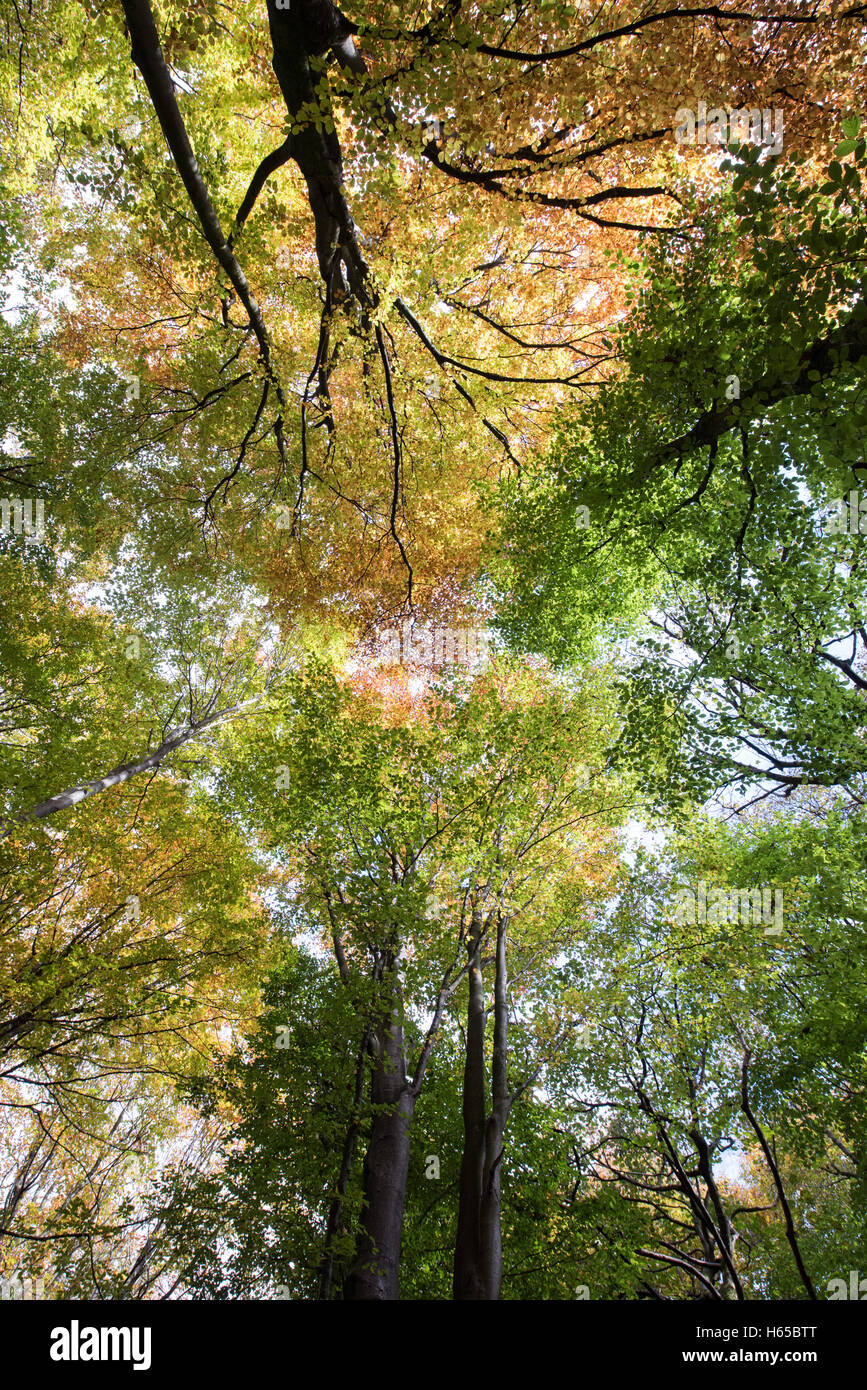 Glasgow, Scotland, Regno Unito. 24 ott 2016. Vibranti colori autunnali in alberi in Pollok Park, Glasgow.autunno Meteo, Glasgow, Scotland, Regno Unito. Credito: Tony Clerkson/Alamy Live News Foto Stock