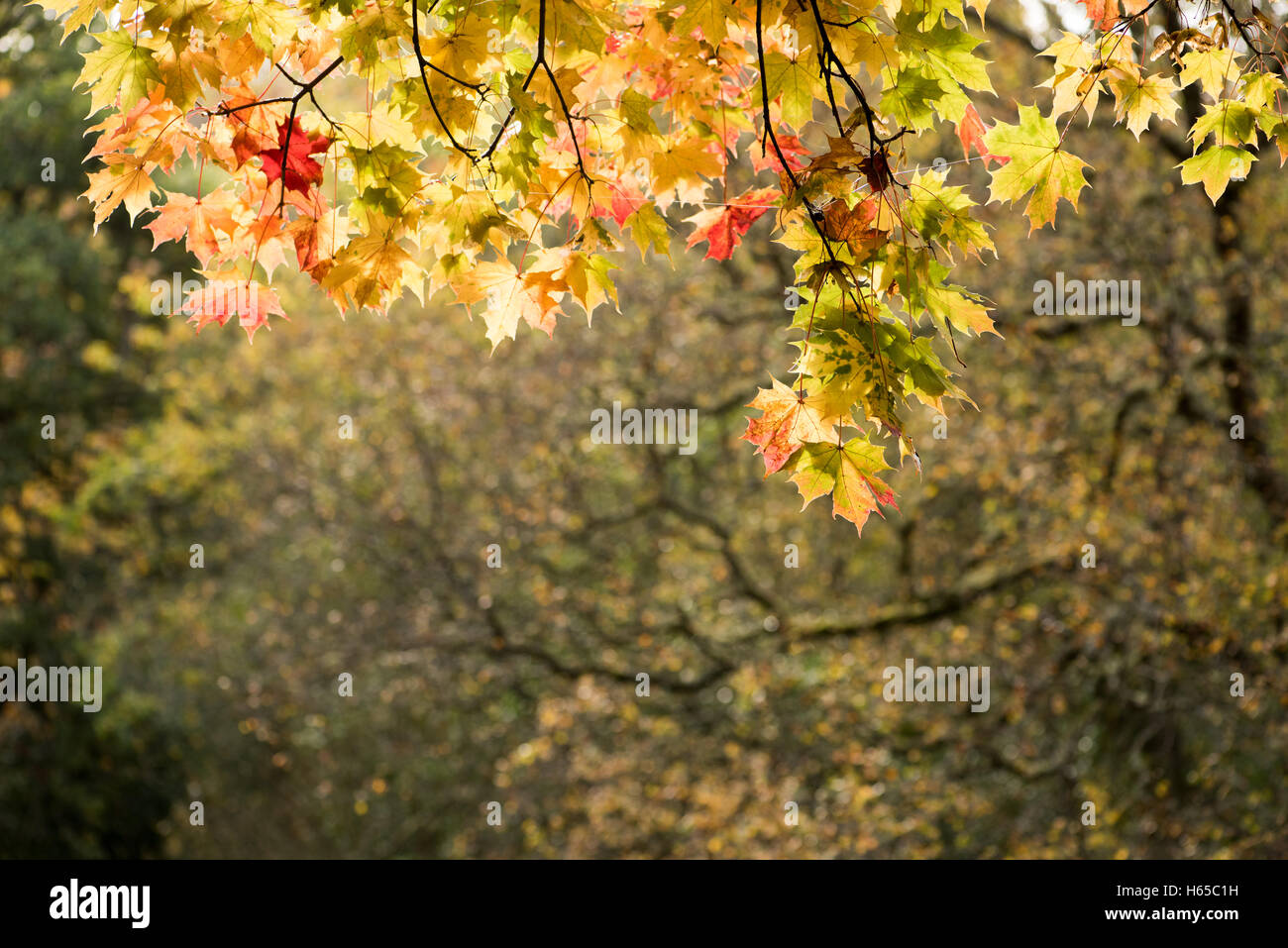 Glasgow, Scotland, Regno Unito. 24 ott 2016. Vibranti colori autunnali in alberi in Pollok Park, Glasgow.autunno Meteo, Glasgow, Scotland, Regno Unito. Credito: Tony Clerkson/Alamy Live News Foto Stock