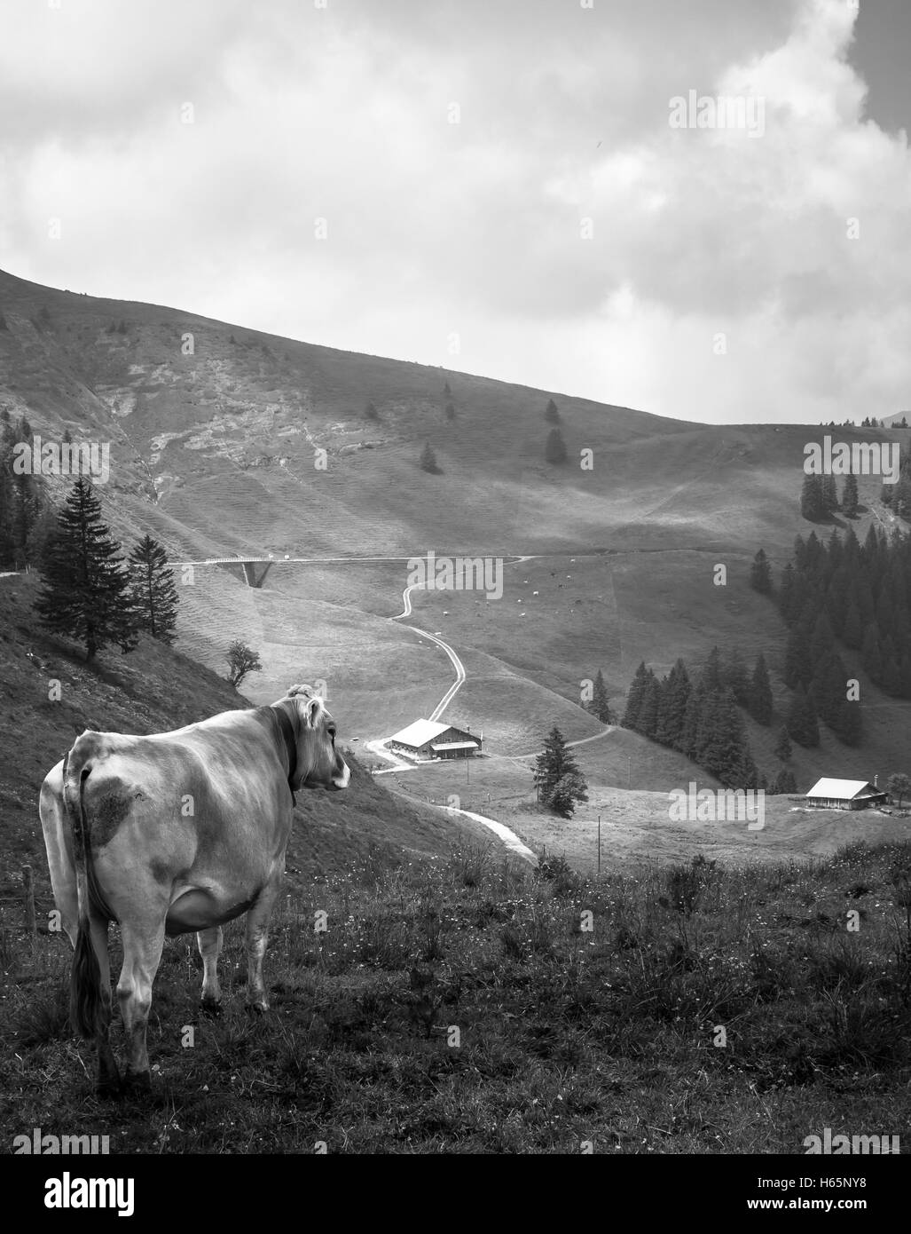 Swiss Mountain mucca in piedi sul prato mentre affacciato sulla valle con agriturismo e foresta Foto Stock