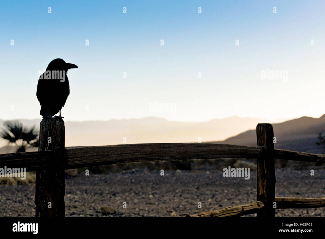 Crow su un fencepost all'alba Foto Stock