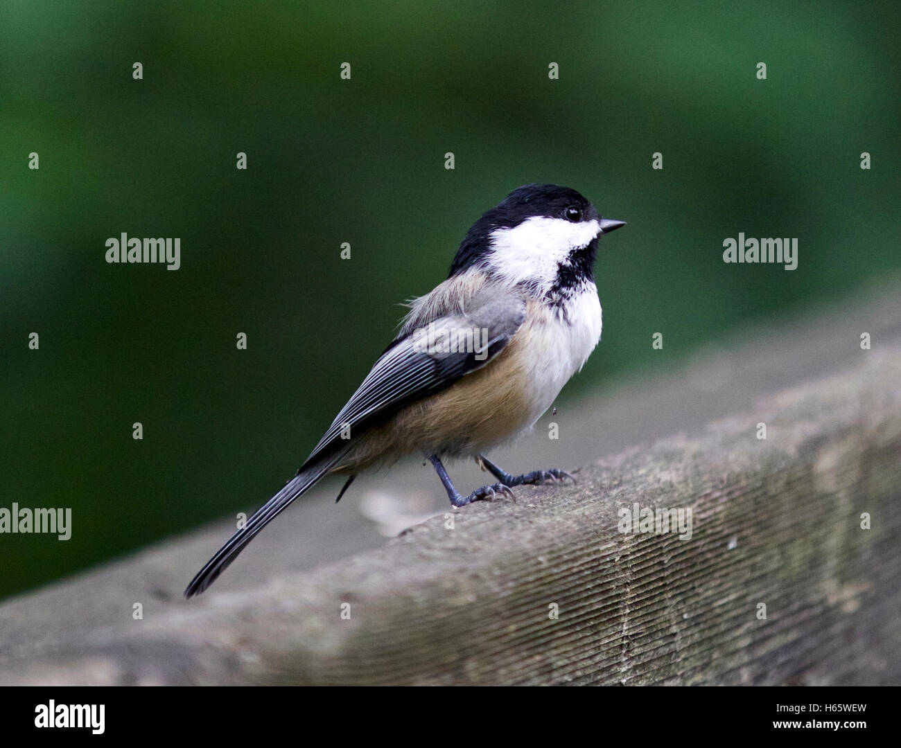 Bella immagine isolata con un nero-capped Luisa Foto Stock