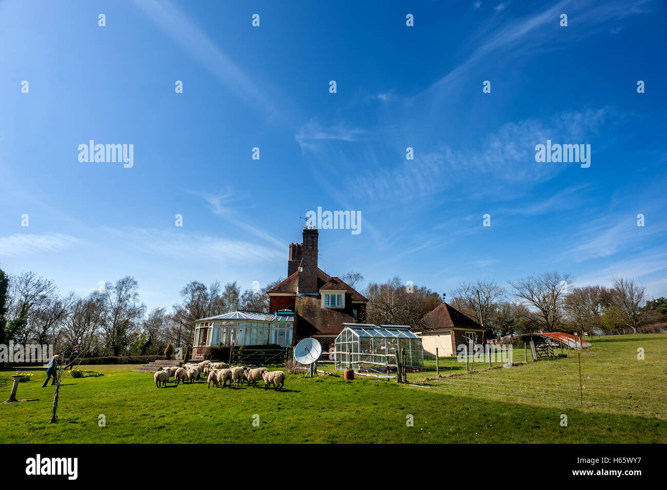 Hugh e Irene Soper, di Chiddingly, East Sussex, che ha svegliato la scorsa settimana per trovare più di una ventina di pecore nel loro giardino sul retro. Nessuno Foto Stock