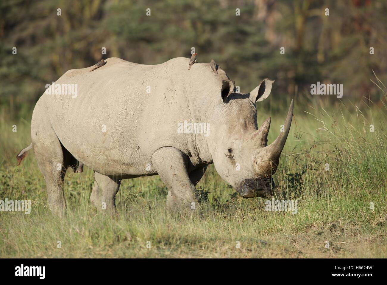 In via di estinzione di un rinoceronte bianco visualizzati su safari in Lake Nakuru, Kenya Foto Stock