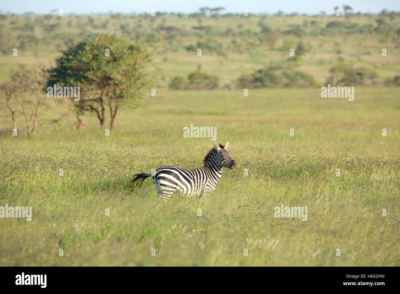 Zebra visto in allerta su safari nel Serengeti National Park, Tanzania. Foto Stock