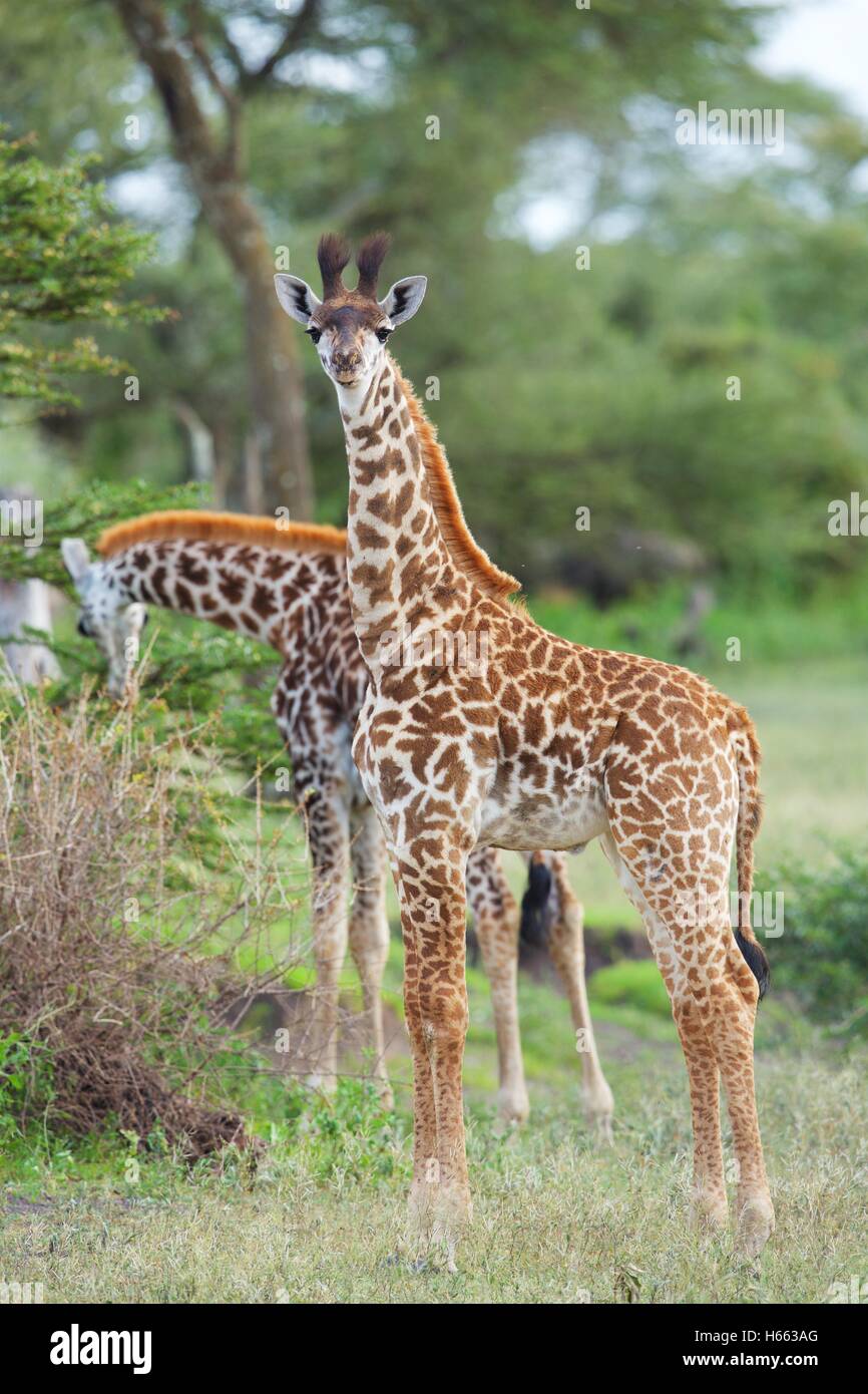 Visualizzazione di baby giraffe su safari nel Serengeti National Park, Tanzania. Foto Stock