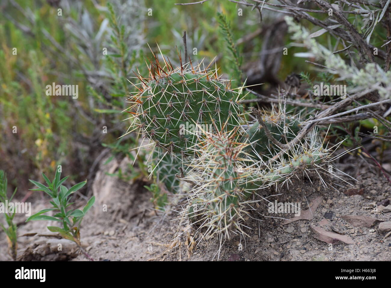 Un cactus in Alberta Badlands. Foto Stock