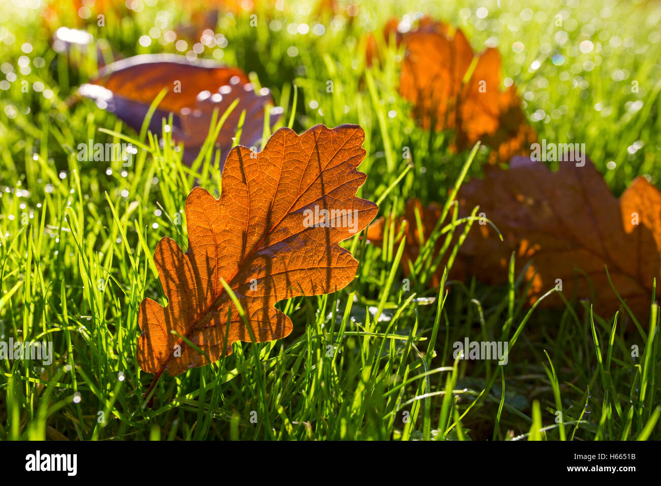 Foglie di autunno sul prato di sunrise. Foto Stock