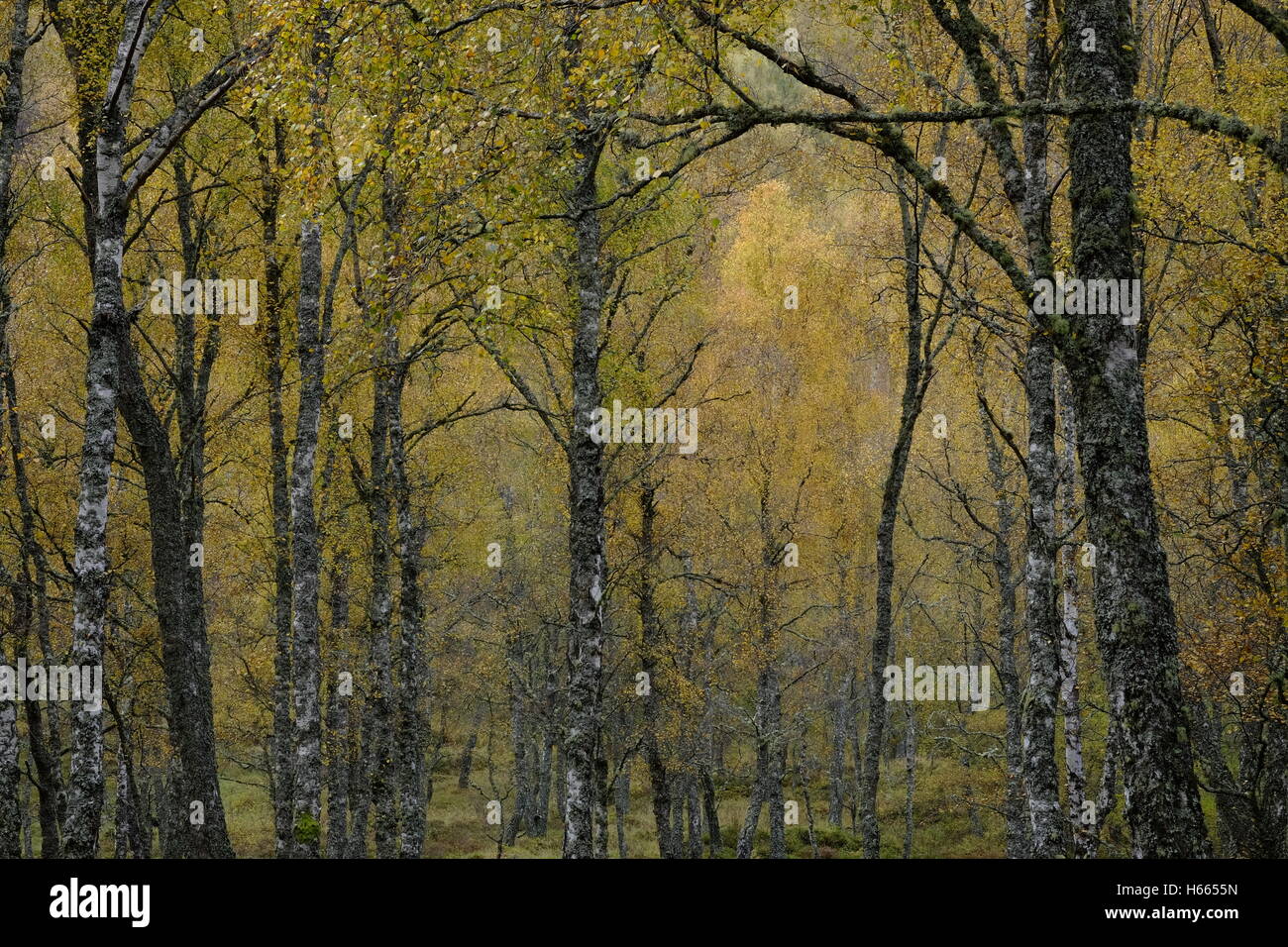 Rientrano i colori autunnali di betulla a Aviemore, Scozia Foto Stock