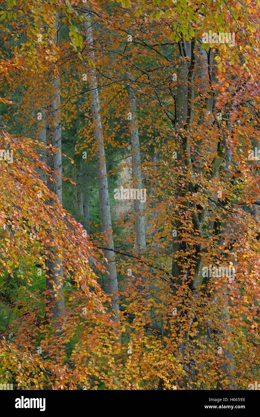 Autunno Autunno colori faggi, Perthshire Scozia Scotland Foto Stock