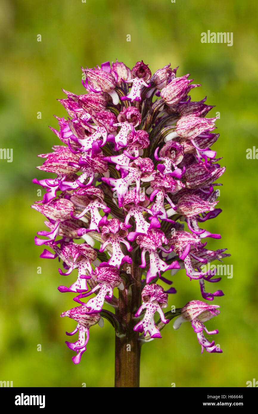 Monkey x lady orchid hybrid (Orchis purpurea x Orchis simia) crescente in prato, England, Regno Unito Foto Stock