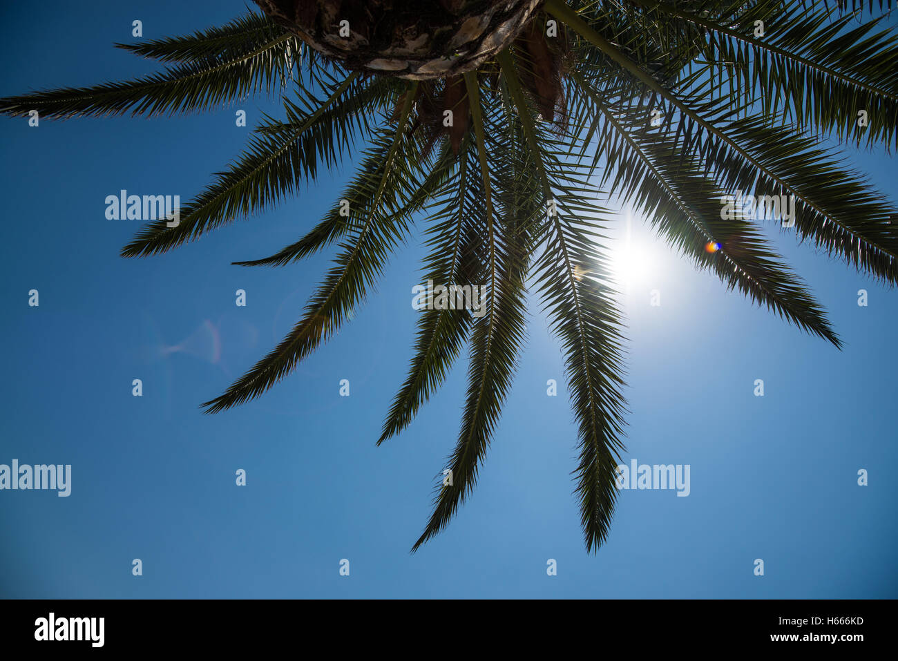Barcellona Palm tree Foto Stock