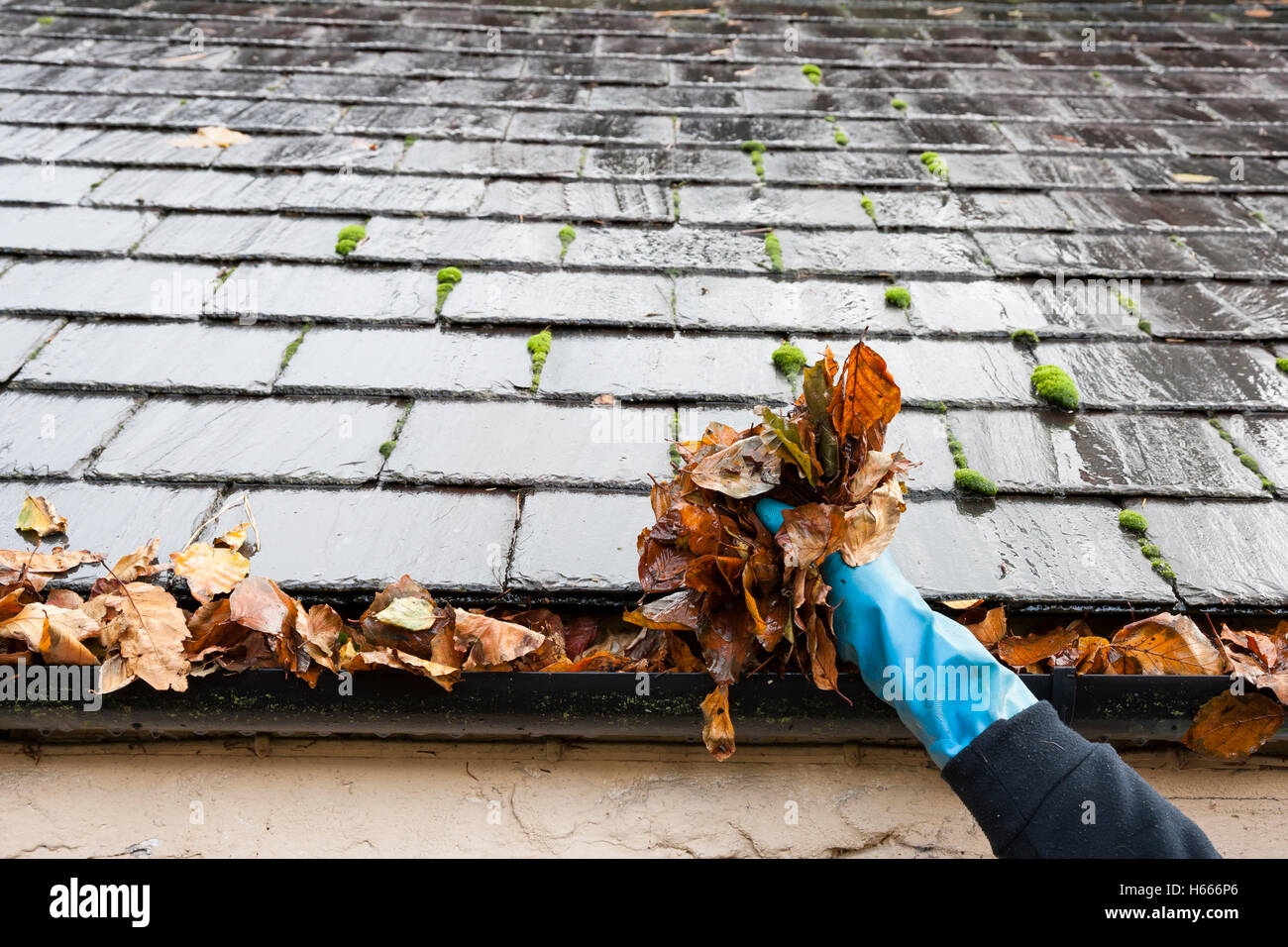 Scanalatura di pulizia intasati con foglie Foto stock - Alamy