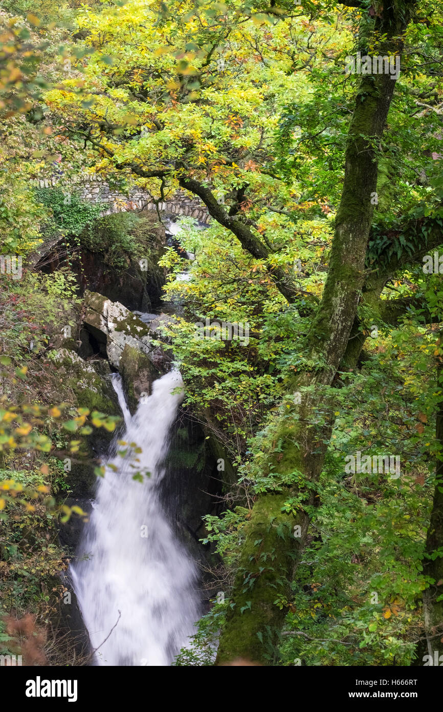 Aira Force cascata con colori autunnali, vicino a Ullswater, Lake District, Cumbria Regno Unito Foto Stock