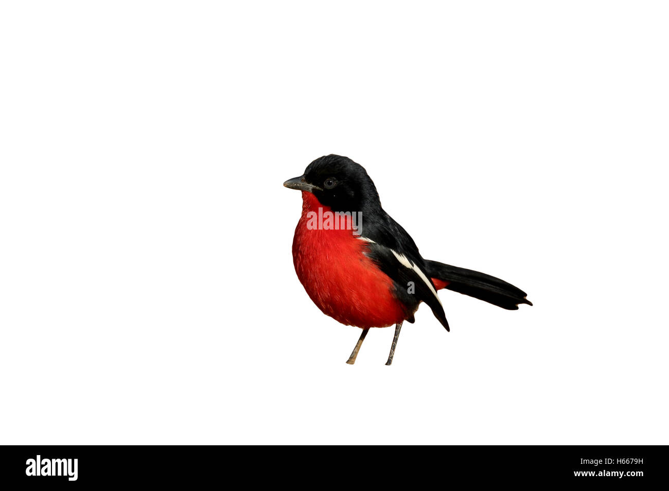 Crimson-breasted shike, Laniarius atrococcineus, singolo uccello sul terreno, Sud Africa, Agosto 2015 Foto Stock