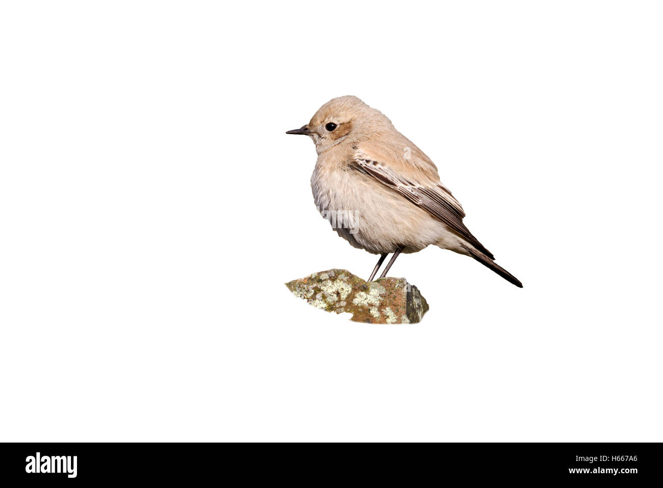 Deserto culbianco Oenanthe deserti, unica donna su roccia, Shropshire, Dicembre 2011 Foto Stock