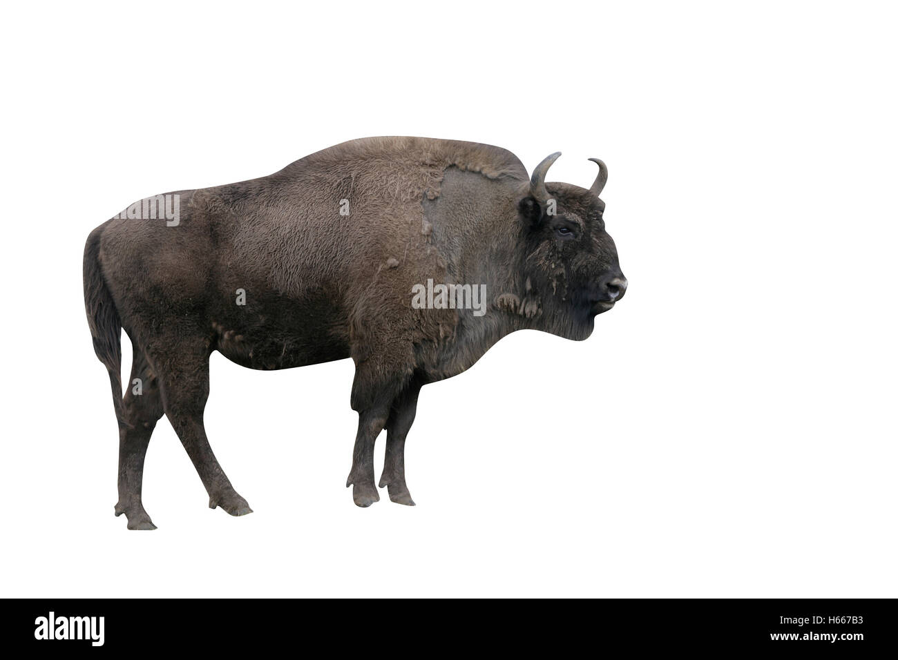 Il bisonte europeo, Bison bonasus, Lo Strinare mammifero su erba Foto Stock