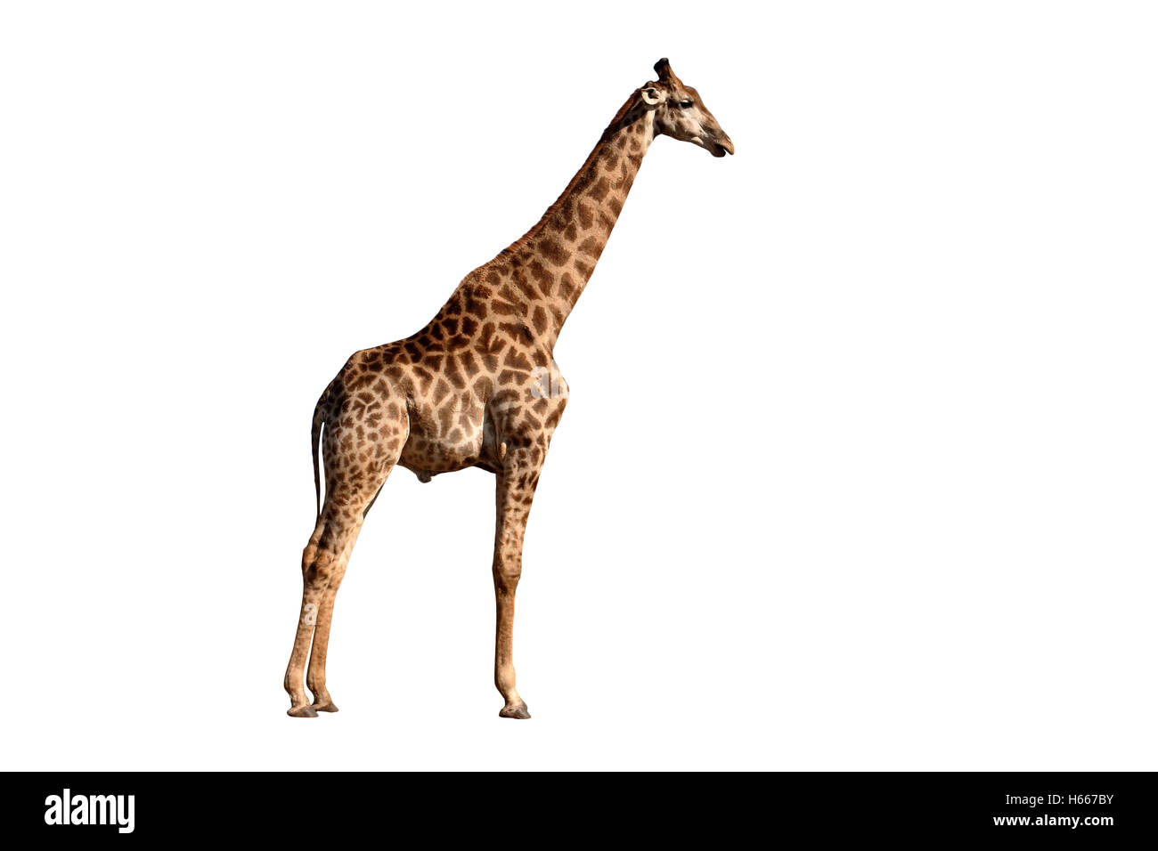 La giraffa, Giraffa camelopardalis, unico mammifero, Namibia, Agosto 2016 Foto Stock