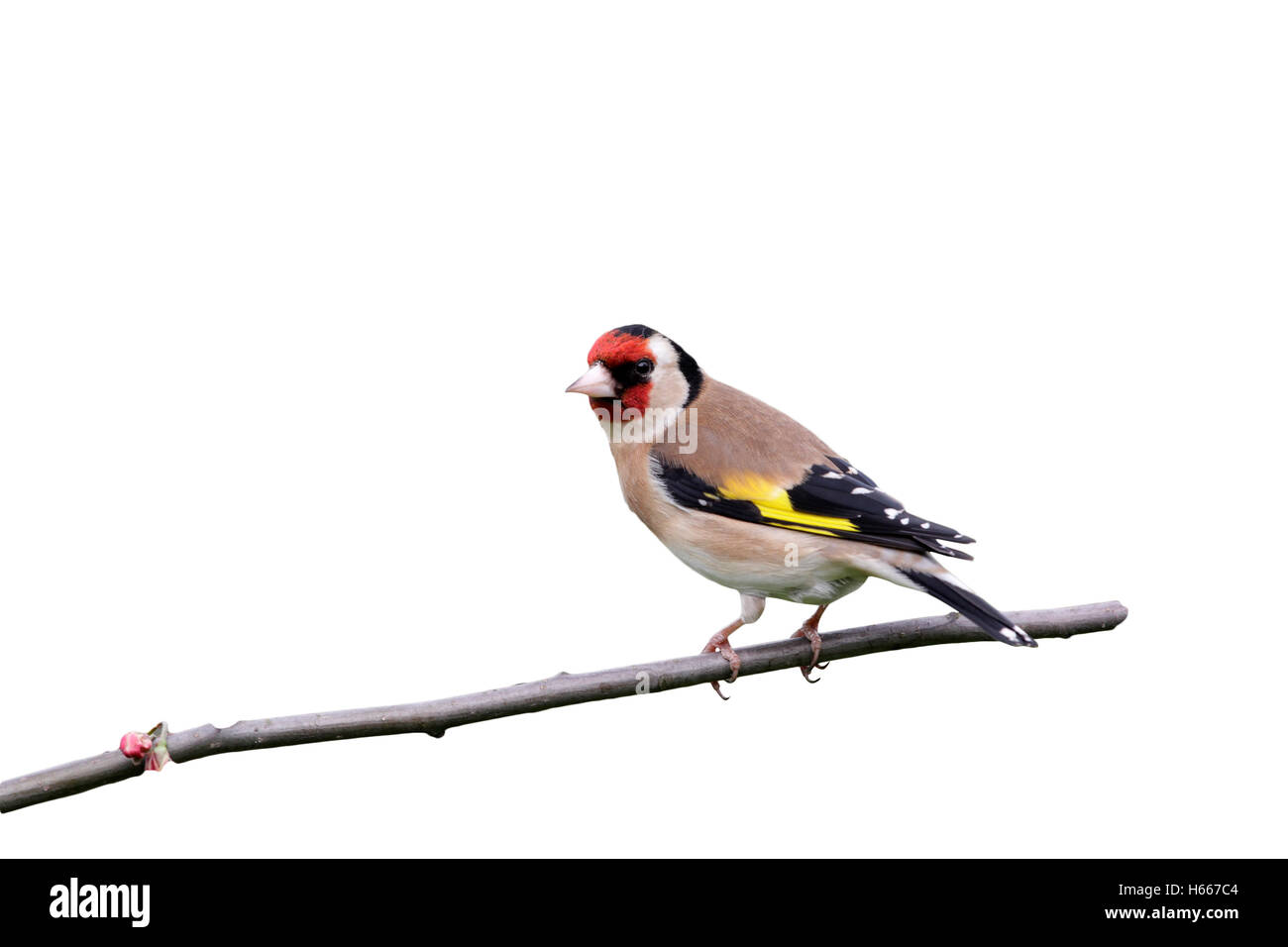 Cardellino, Carduelis carduelis, Midlands, Regno Unito, molla Foto Stock