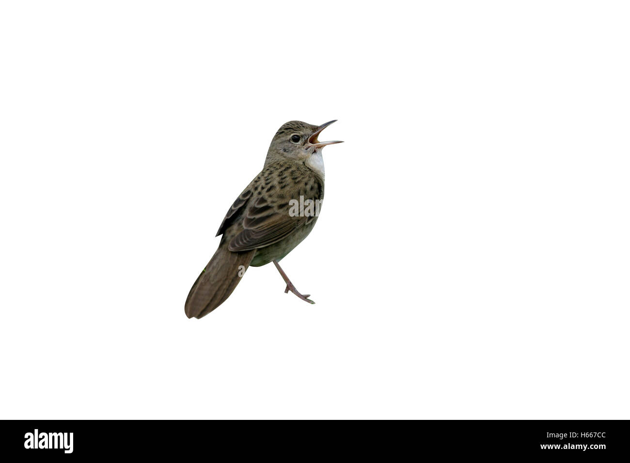 Grasshopper trillo, Locustella naevia, singolo uccello cantare sul bracken fern, Galles Foto Stock