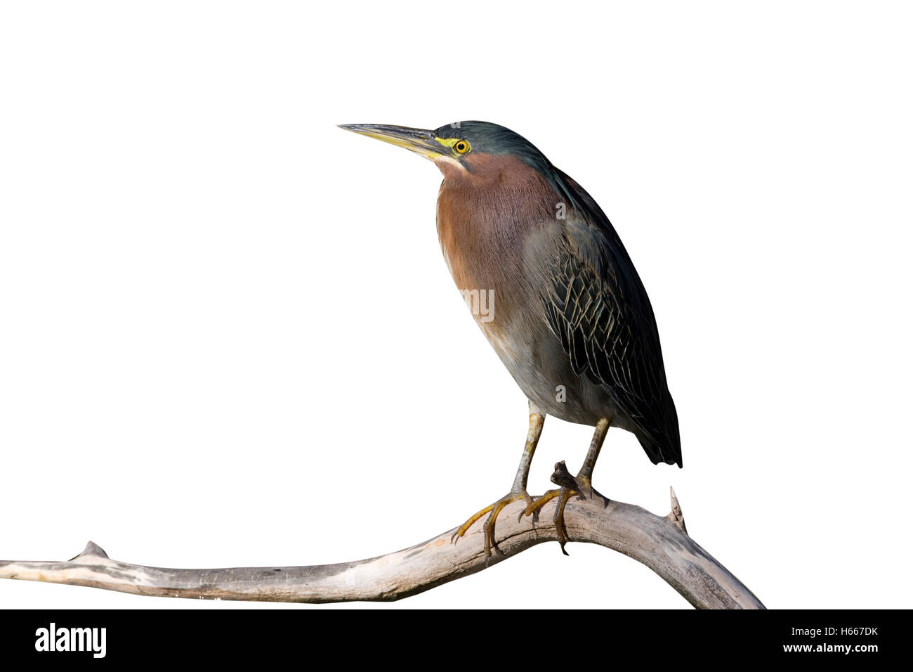 Green heron, Butorides virescens, Arizona, Stati Uniti d'America, inverno Foto Stock