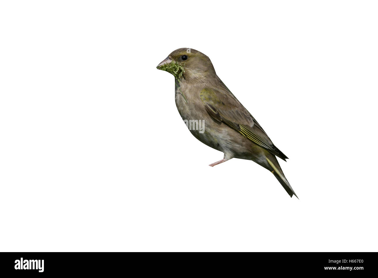 Verdone, Carduelis chloris, femmina con materiale di nido, Dorset, Regno Unito Foto Stock