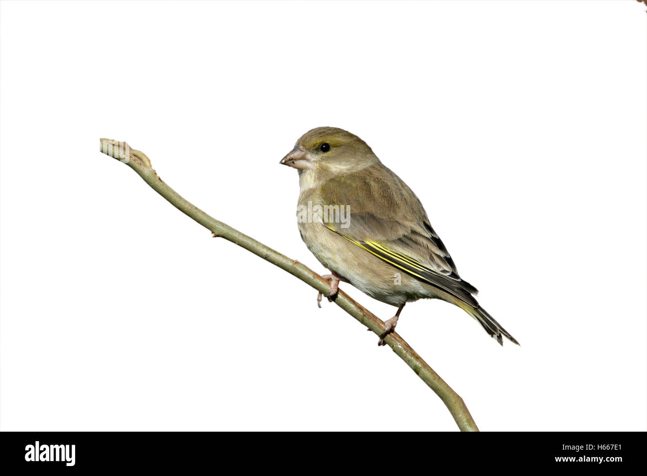 Verdone, Carduelis chloris, Femmina, West Midlands, Regno Unito, inverno Foto Stock