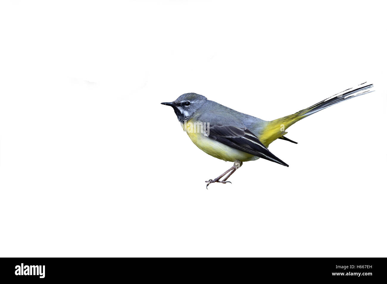 Grigio, wagtail Motacilla cinerea, maschio singolo da acqua, Warwickshire, Aprile 2016 Foto Stock