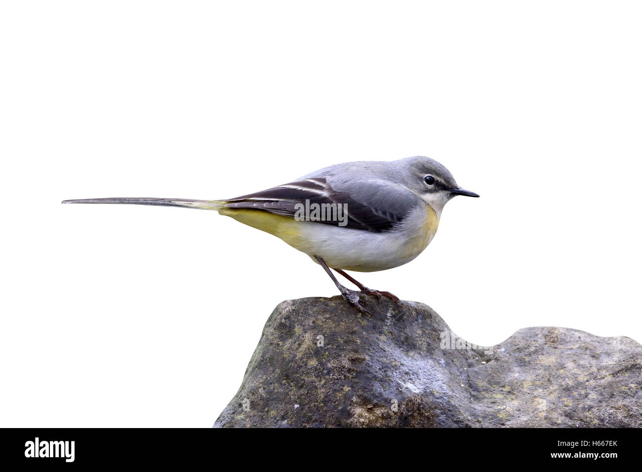 Grigio, wagtail Motacilla cinerea, unica donna da acqua, Warwickshire, Aprile 2016 Foto Stock
