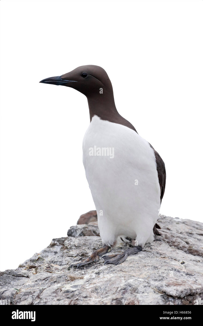 Guillemot, Uria aalge, singolo uccello su roccia, Northumberland, Maggio 2014 Foto Stock