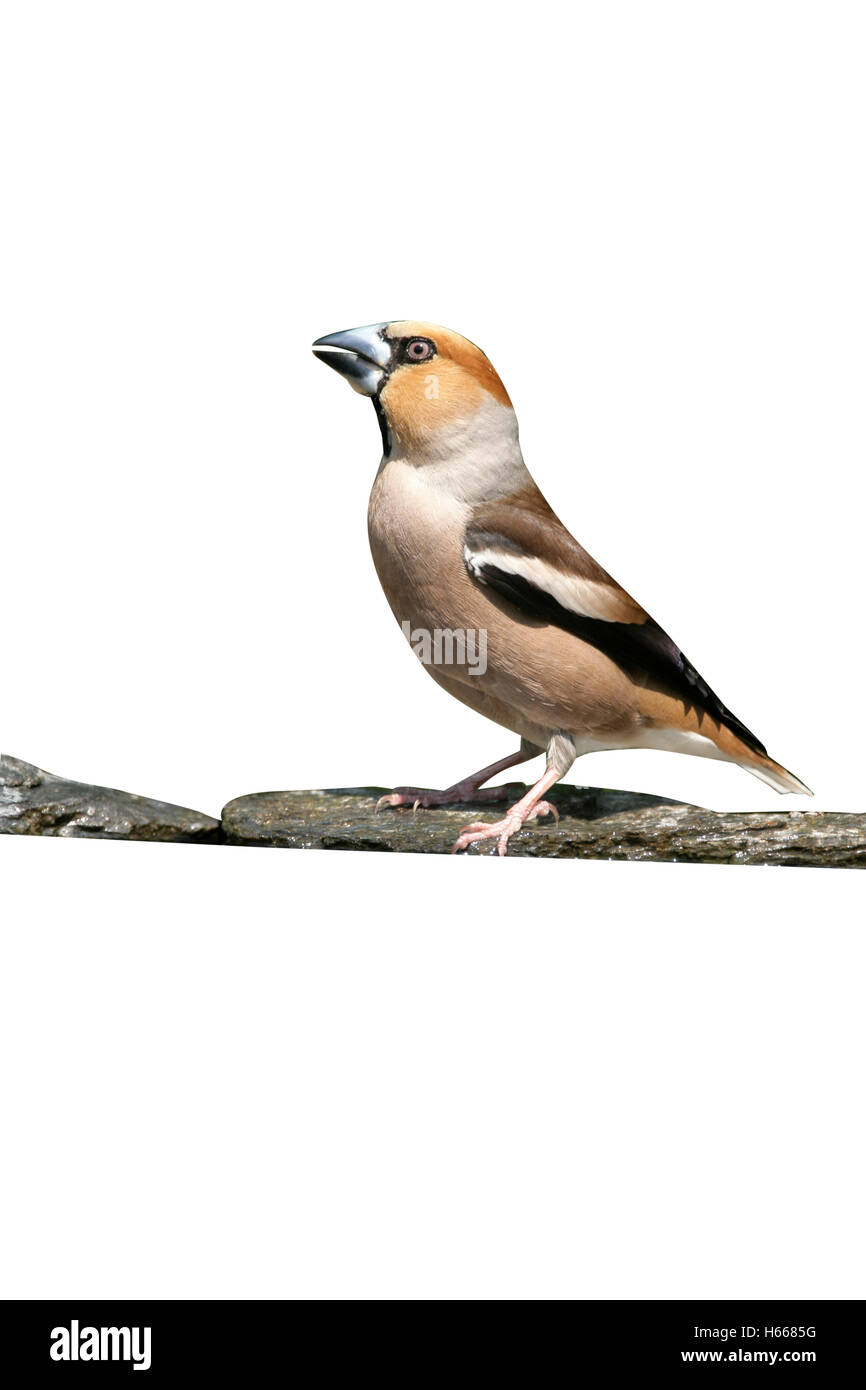 Hawfinch, Coccothraustes coccothrauste, unico maschio a acqua, Ungheria Foto Stock
