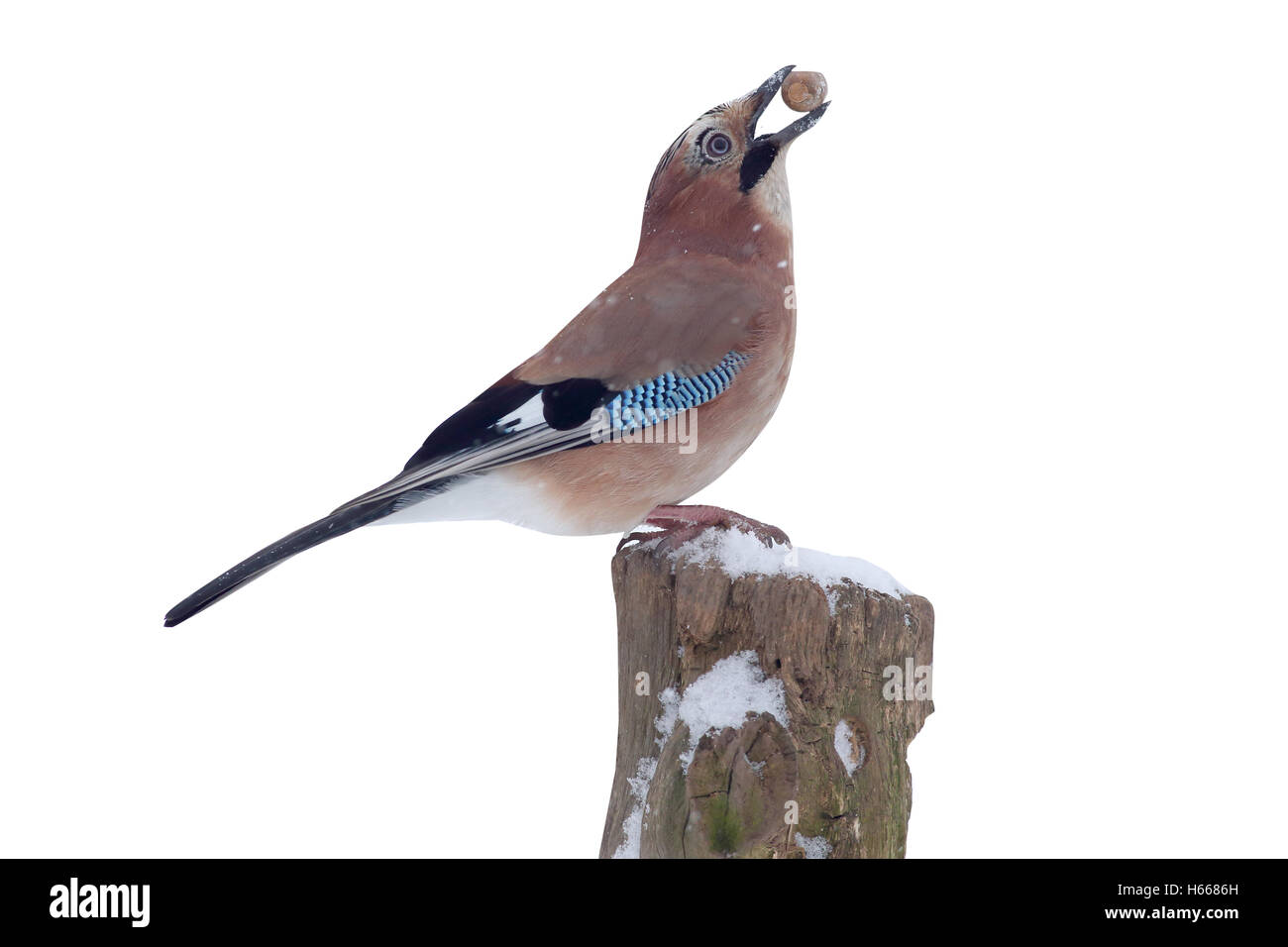 Jay Garrulus glandarius, singolo uccello sul post nella neve con acorn, Warwickshire, Gennaio 2013 Foto Stock