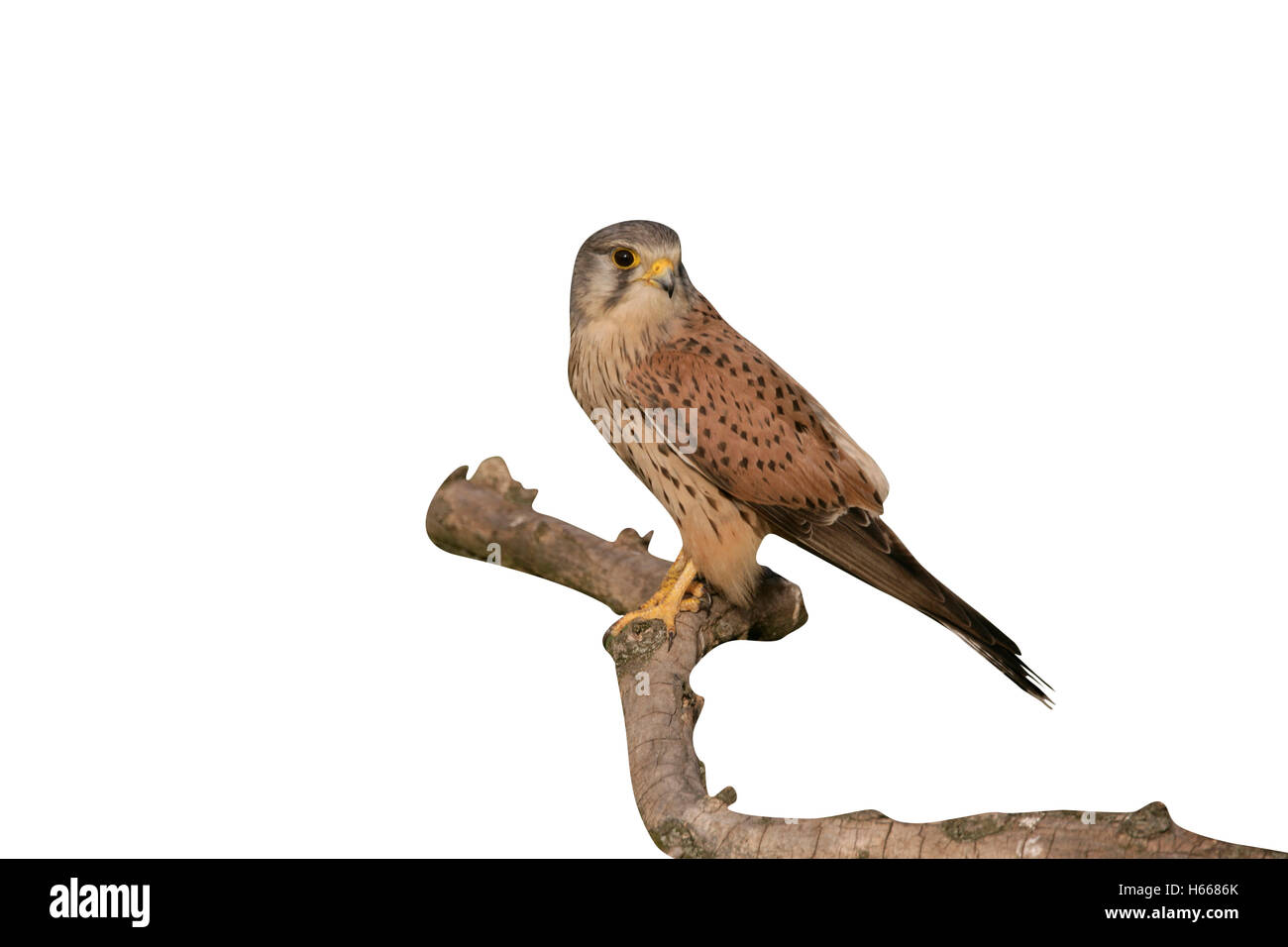 Il Gheppio, il Falco tinnunculus, maschio singolo sul ramo, Ungheria Foto Stock