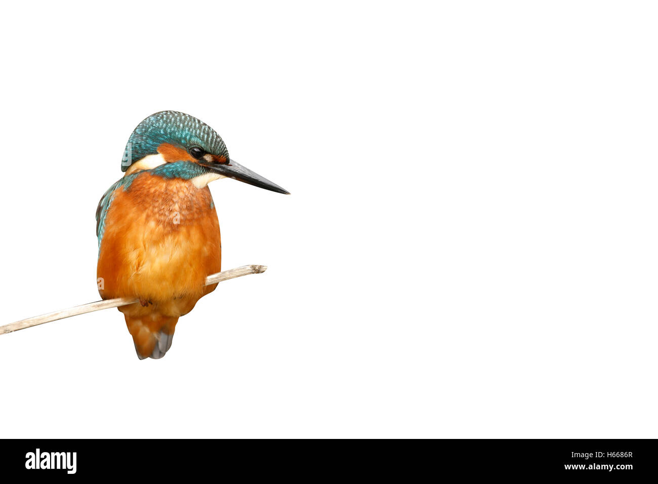Unione kingfisher, Alcedo atthis, maschio, West Midlands, Regno Unito, autunno Foto Stock
