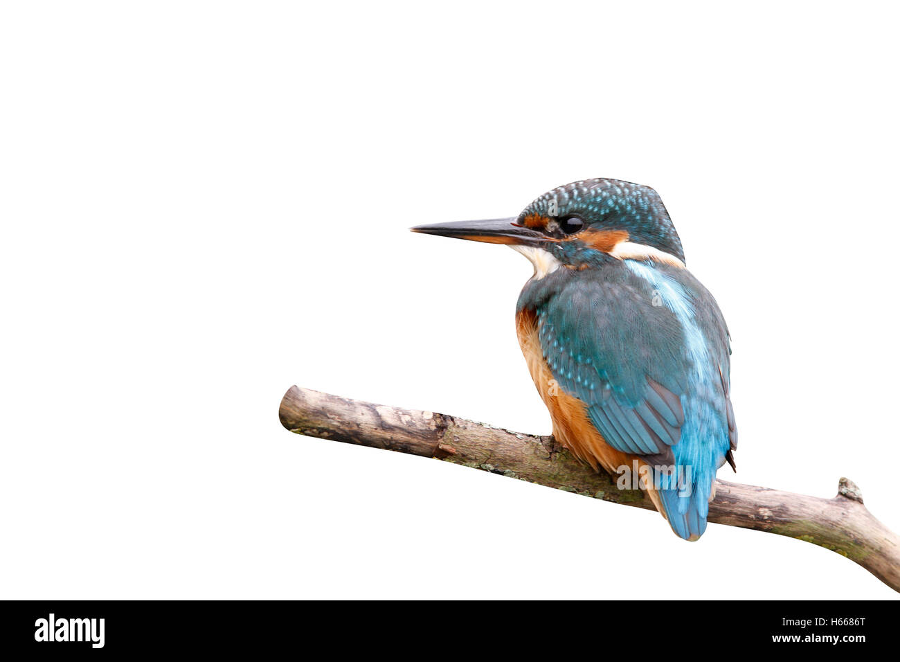 Kingfisher, Alcedo atthis, femmina, West Midlands, Regno Unito Foto Stock
