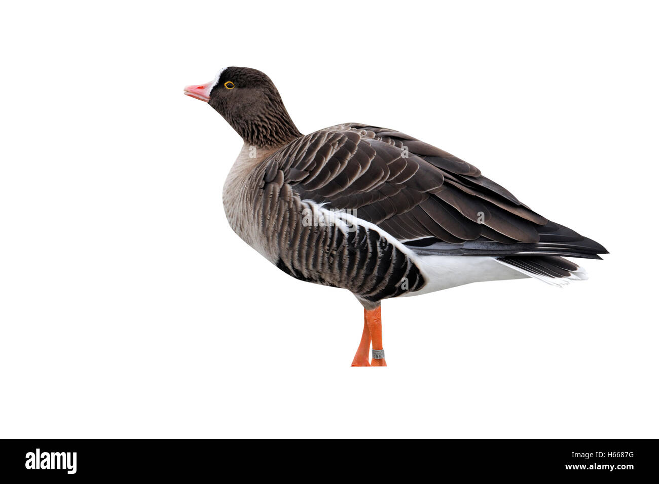 Minor white-fronteggiata goose, Anser erythropus, singolo uccello sul ghiaccio, captive, Gloucestershire, Dicembre 2010 Foto Stock