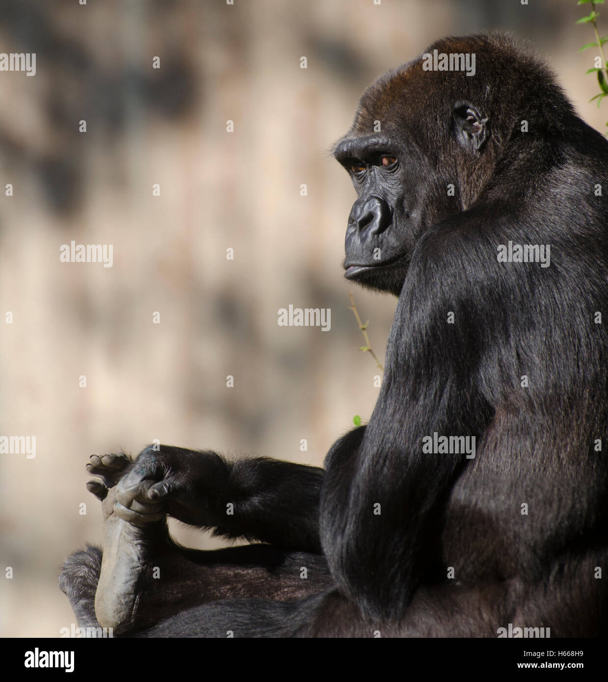 Femmina pianura occidentale Gorilla Mandara, mantiene il suo piede presso lo Zoo Nazionale di Washington DC. Foto Stock