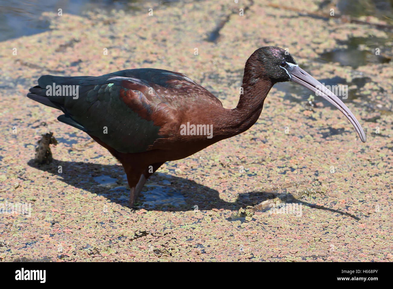 Ibis lucido in piedi nella zona umida - Marievale Bird Sanctuary, Sud Africa Foto Stock