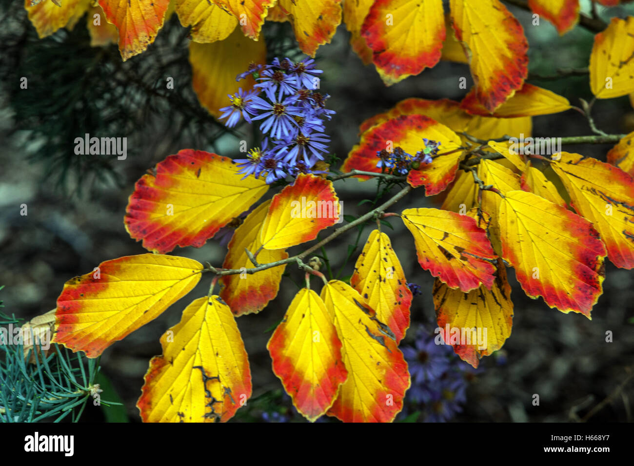 Witch-nocciola autunno albero Hamamelis x intermedia, Witch nocciola autunno foglie Foto Stock