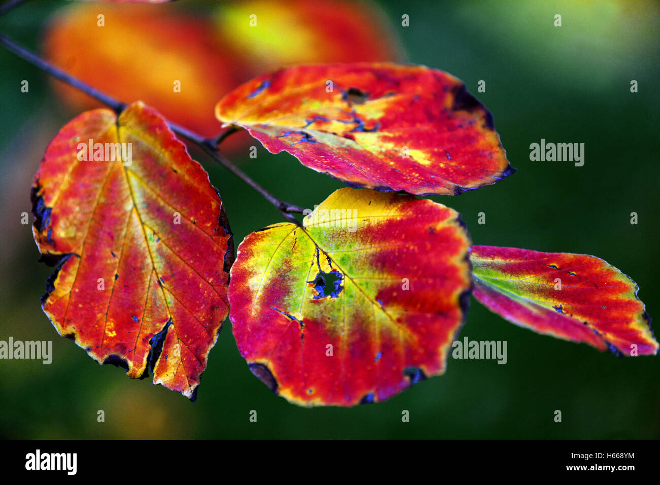 La strega-nocciola, Hamamelis mollis 'Lombart´s piangendo' foglie autunnali Foto Stock