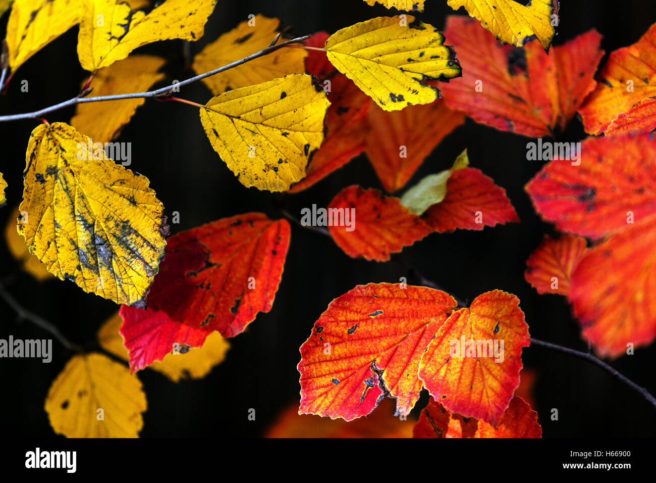 Giapponese strega nocciola Hamamelis japonica autunno foglie giallo rosso giardino ingiallimento arbusto Foto Stock