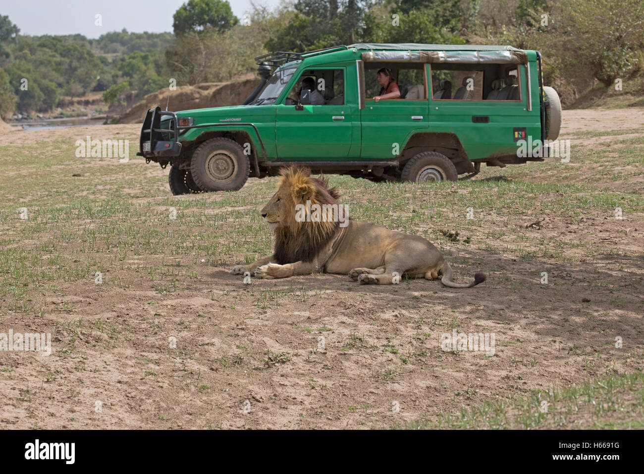 Veicolo di Safari con i turisti a guardare maschio lion Masai Mara Kenya Foto Stock